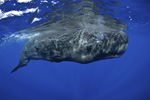 a sperm whale