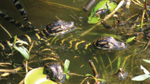 Baby gators being
                                          released