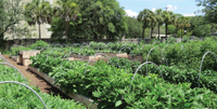 MUSC Urban Farm